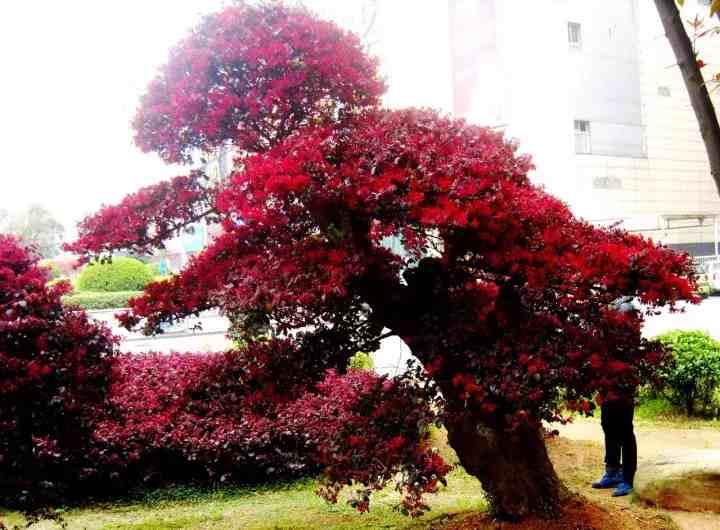 红花继木盆景|红花檵木盆景的鉴赏与制作管理