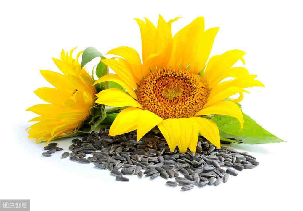 吃葵花籽的好处|葵花籽有哪些营养功效？