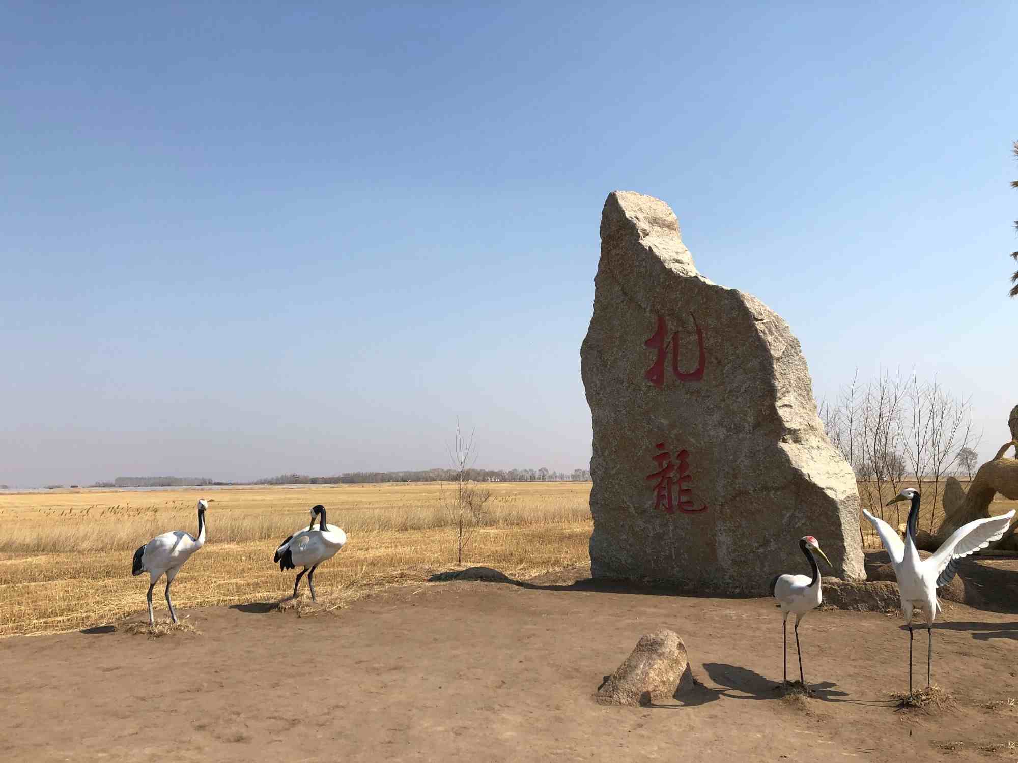 丹顶鹤的故乡|中国一半的鹤都在这个景区