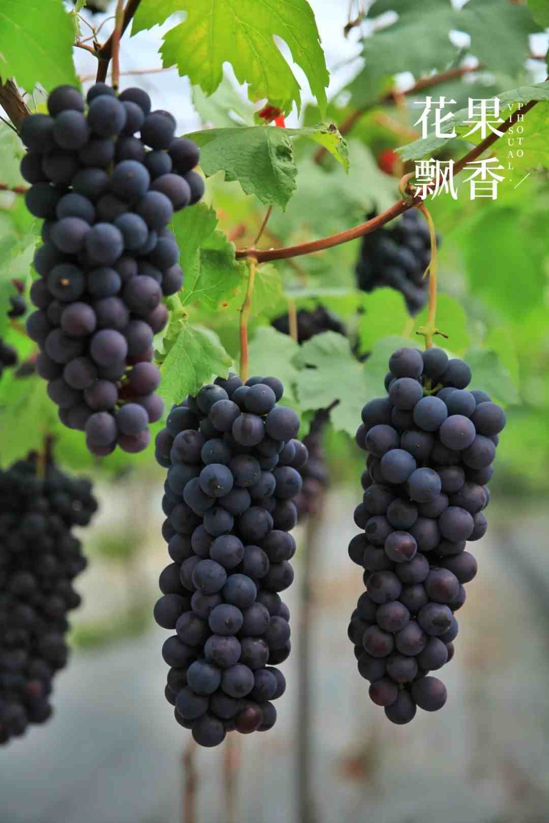 红的，绿的，黑的，介绍3种极早熟葡萄新品种