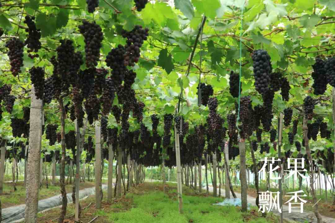 红的，绿的，黑的，介绍3种极早熟葡萄新品种