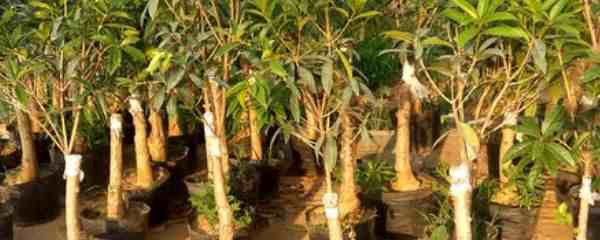 桂花树种植技术|桂花树怎么种