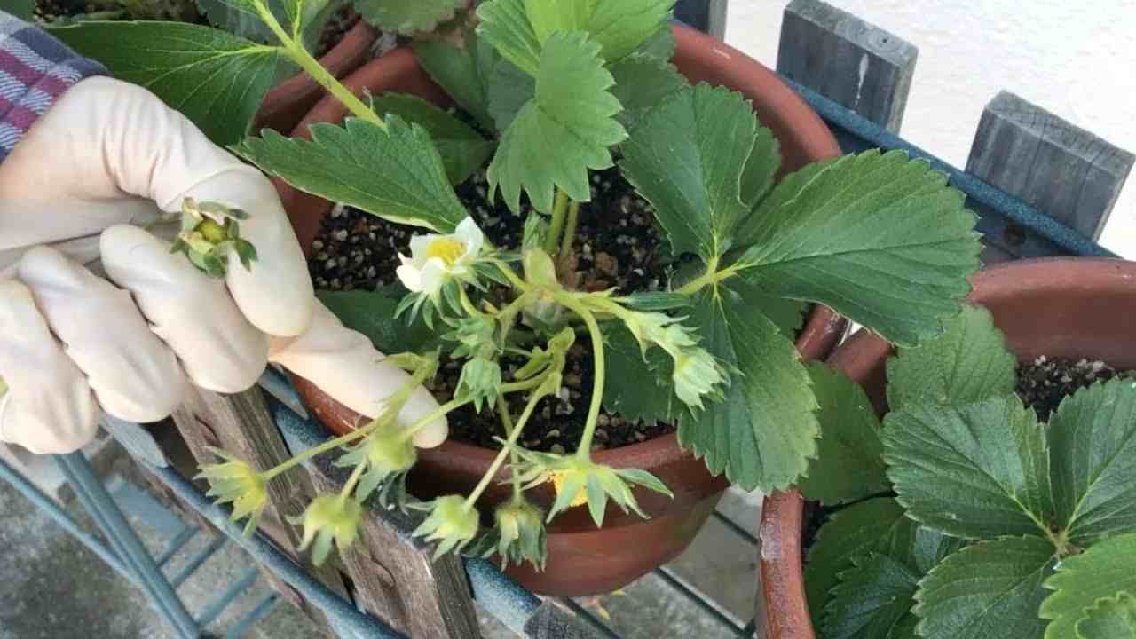 阳台盆栽草莓种植攻略，从幼苗、开花到结果，全过程指导