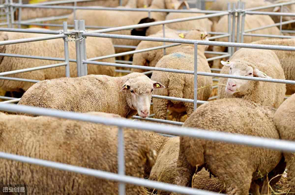 养羊前如何估算养羊成本？养羊成本算法分享