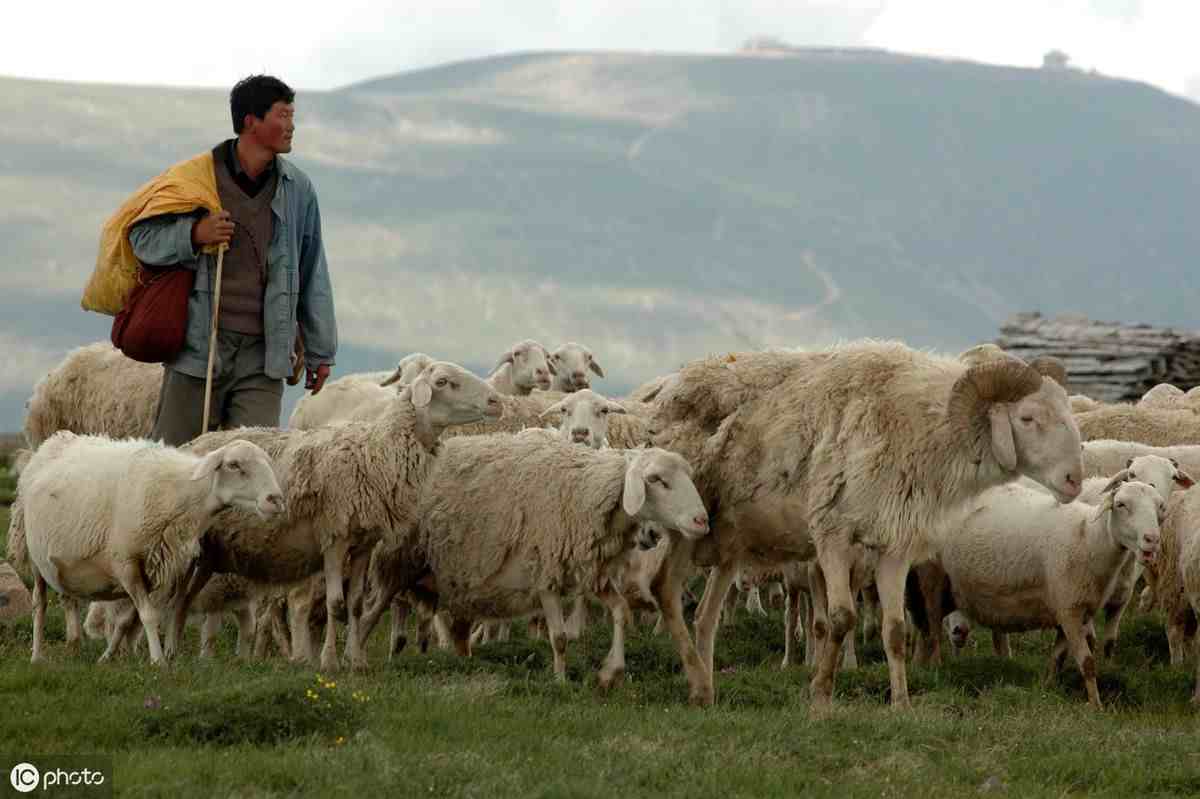 养羊前如何估算养羊成本？养羊成本算法分享