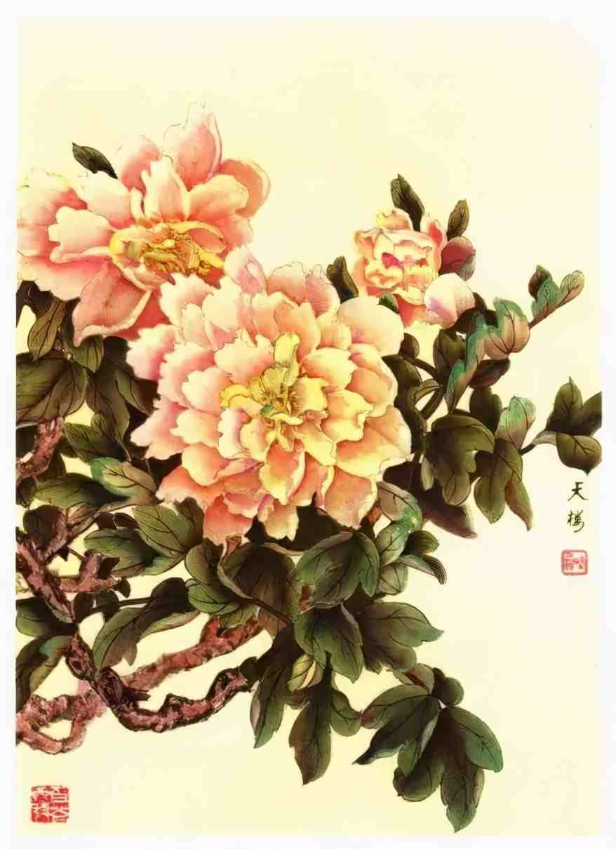 牡丹花谱|牡丹画谱，花开富贵