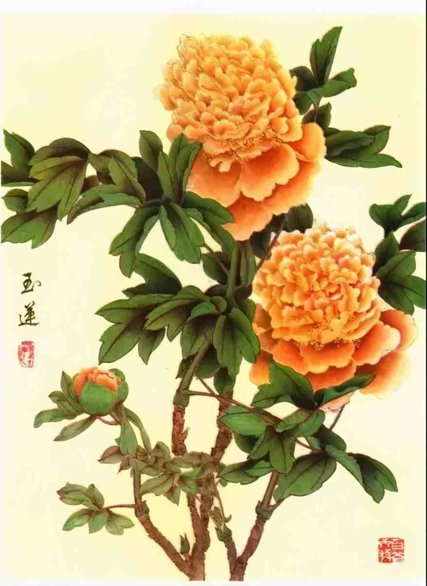 牡丹花谱|牡丹画谱，花开富贵