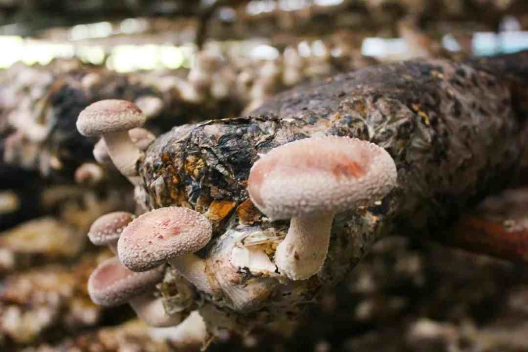 食用菌图片|经常吃的几类菌菇