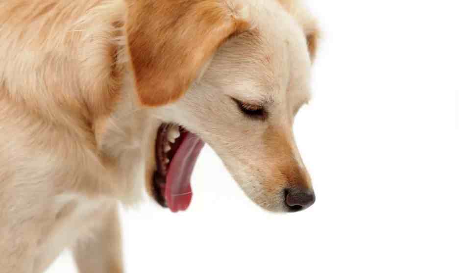 为什么狗狗腹泻出血？所有原因都在这，饮食不当与压力都可能造成