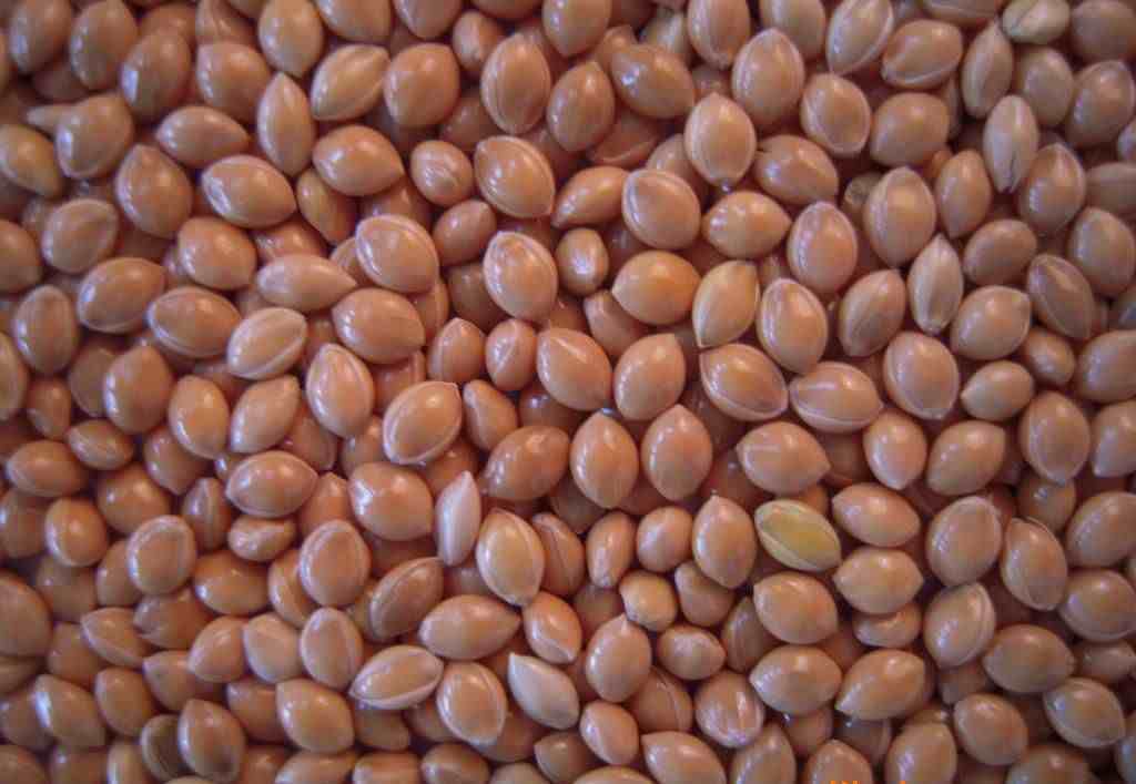24种豆类杂粮大全，今天涨知识了，你知道哪些？