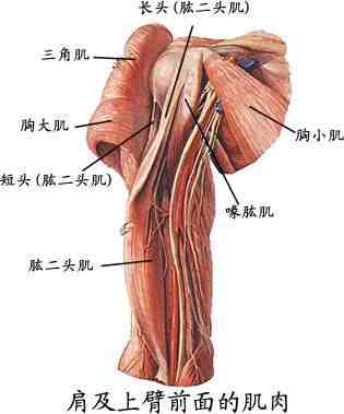 人体肌肉图|人体全身肌肉分布图