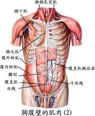 人体肌肉图|人体全身肌肉分布图