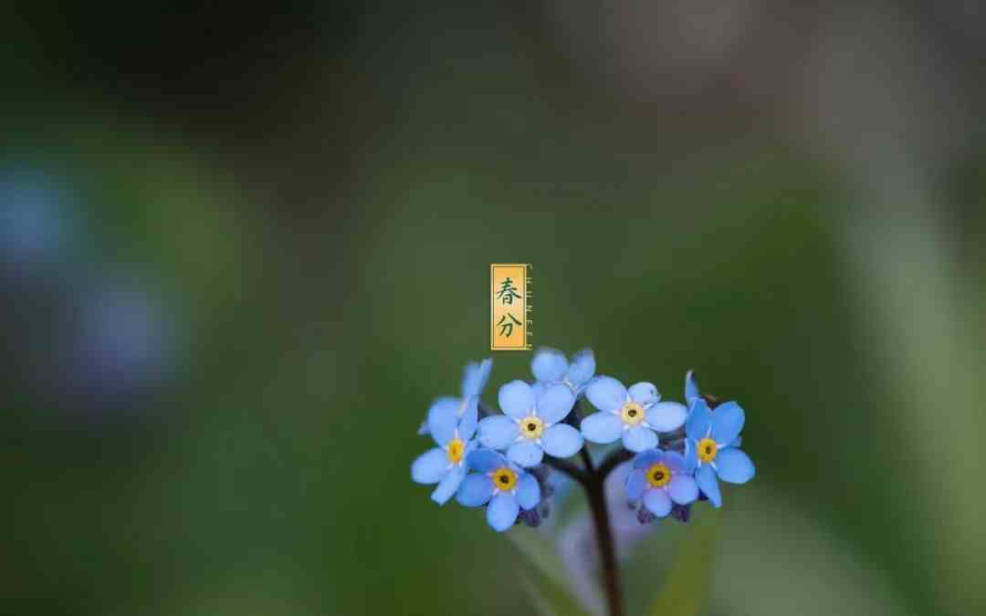 春色正中分 莺歌燕归时，十二首春分的诗词，沉醉在春天的美好里