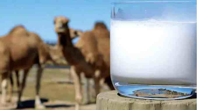 骆驼奶粉的功效和作用|驼奶粉适合哪些人饮用