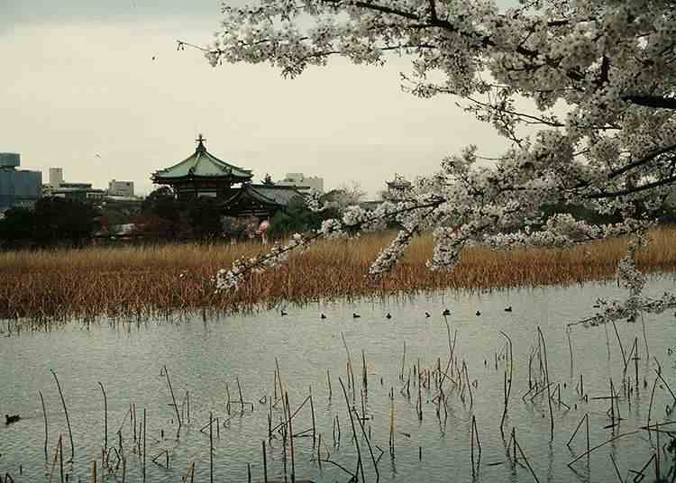 东京上野公园|东京上野公园神秘的十大谜团