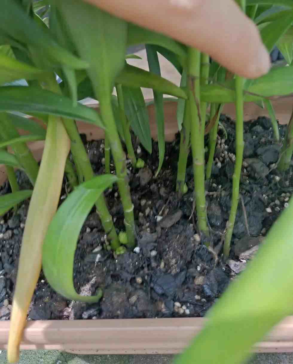 百合花的养殖方法和注意事项|盆栽百合花“养护要点”，叶片油绿