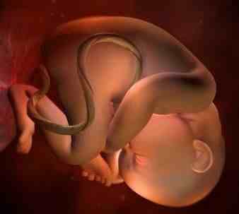怀孕35周注意事项|怀孕35周胎儿发育详情