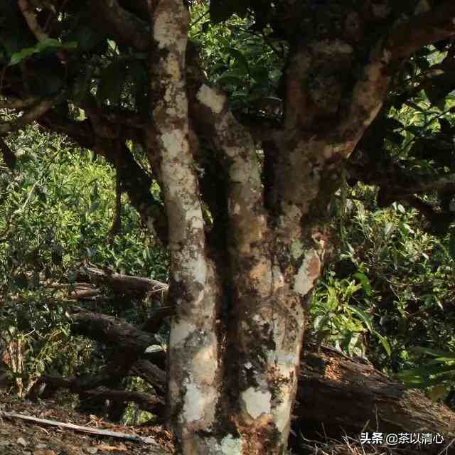 野生大茶树|世界上最大的茶树