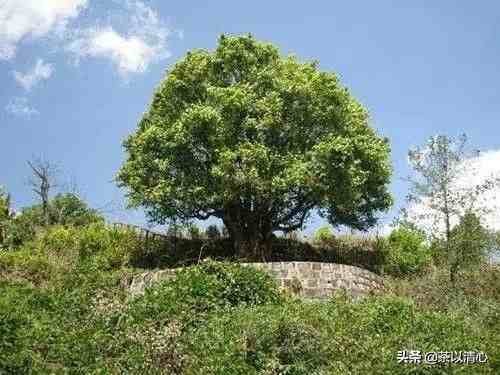 野生大茶树|世界上最大的茶树