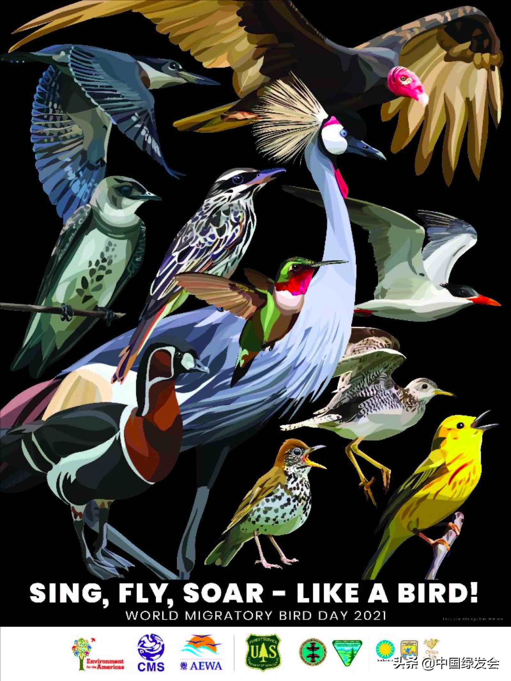 5月8日“世界候鸟日”，像鸟一样歌唱、翱翔