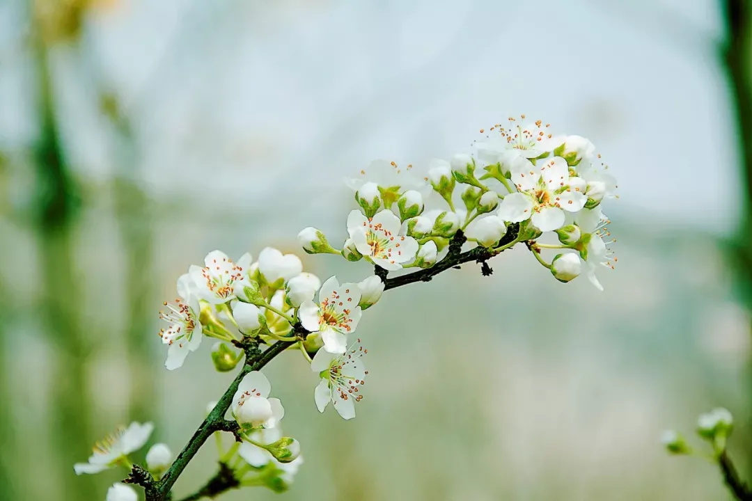 15种开在春天的花，送你15种春天里的诗意