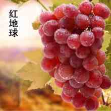 21种葡萄品种介绍，发展葡萄必不可少