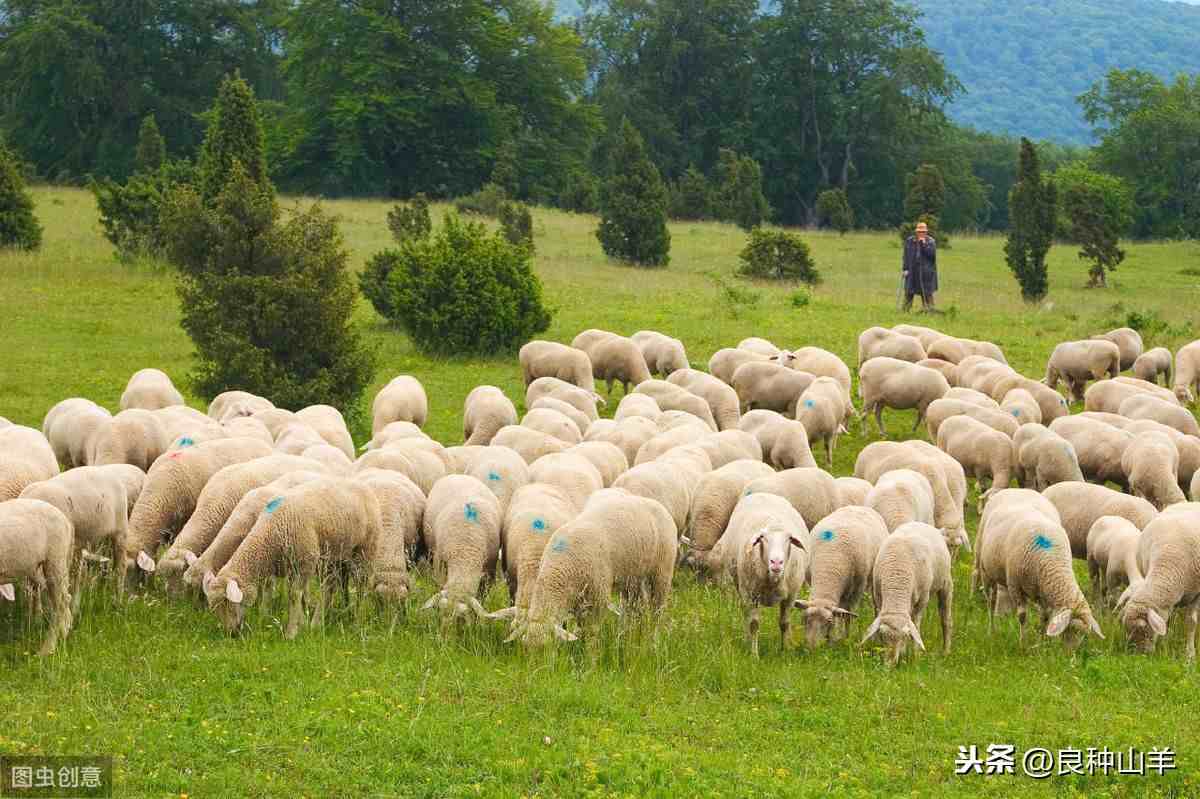 养羊利润|养羊的利润与成本分析