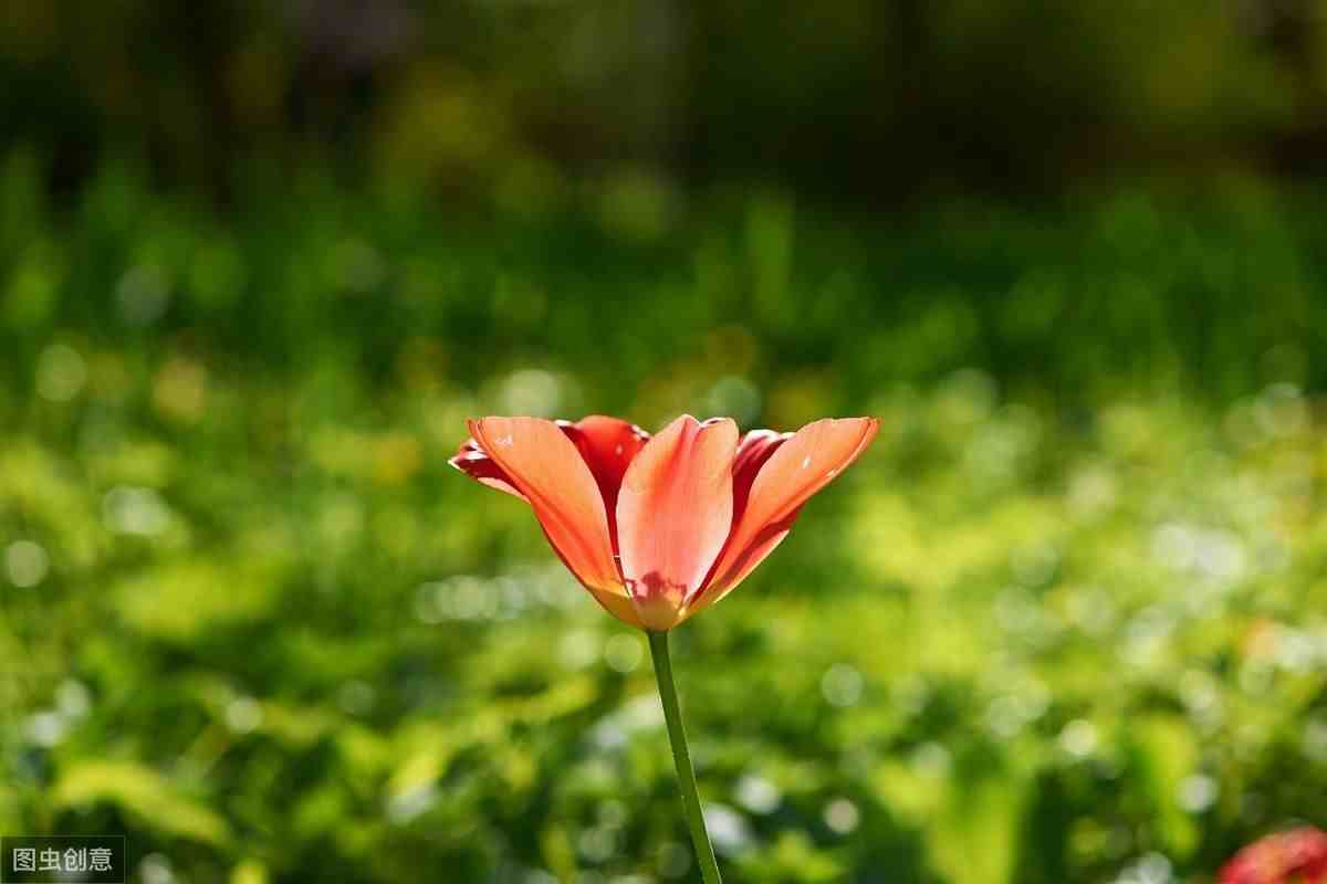 南宋叶绍翁的经典诗词15首，春色满园关不住，一枝红杏出墙来。