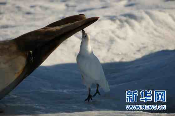 南极鸟类|认识南极海鸟