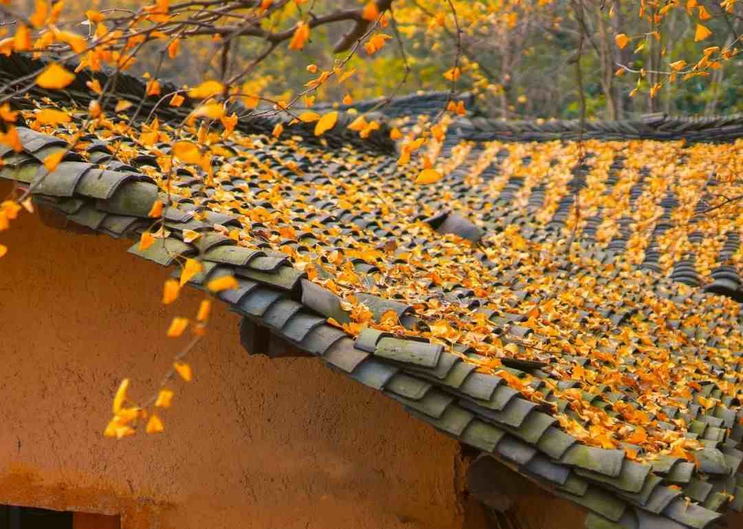 中国最美10大银杏村，现在挑一个赏叶正好