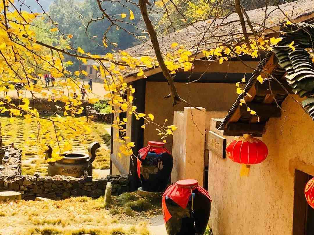 中国银杏之乡|中国最美10大银杏村