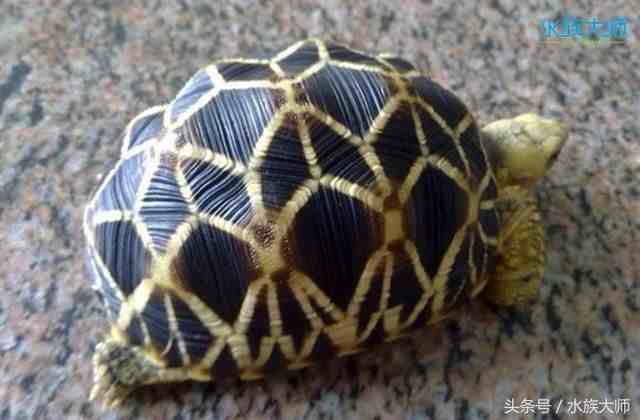 宠养中常见的10种陆龟，养一只也不错