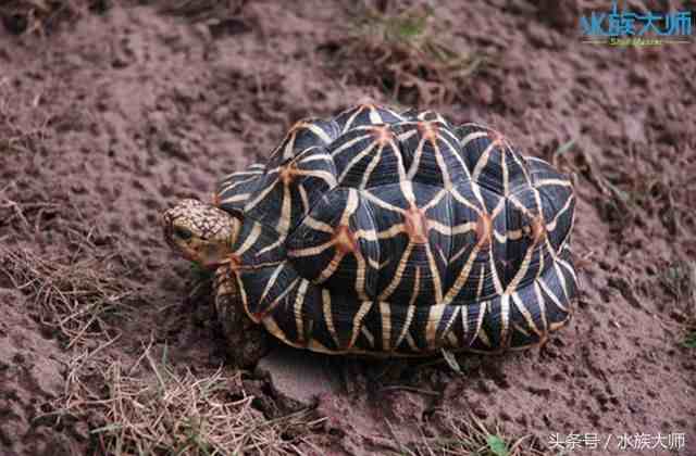 陆龟种类|宠养中常见的10种陆龟
