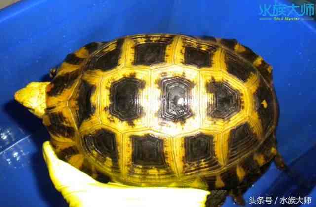 宠养中常见的10种陆龟，养一只也不错
