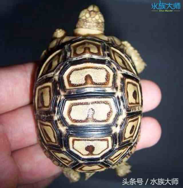 陆龟种类|宠养中常见的10种陆龟