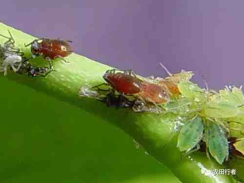 虫害控制|虫害归类及防治用药