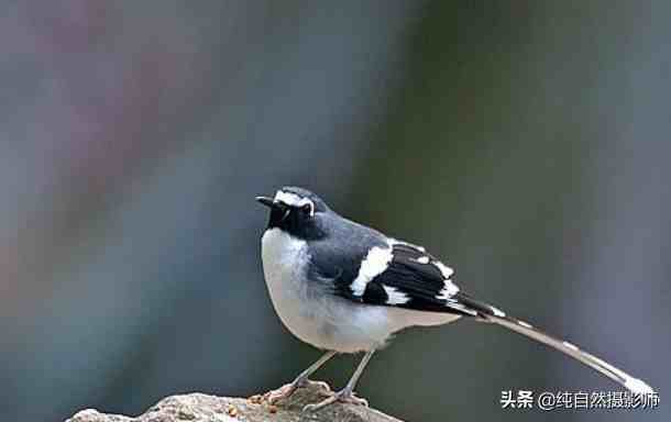 灰背燕尾|灰背燕尾，中国鸲鹟科鸟类