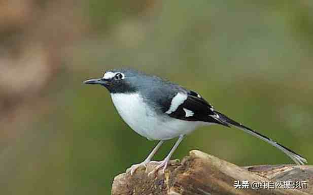 灰背燕尾|灰背燕尾，中国鸲鹟科鸟类