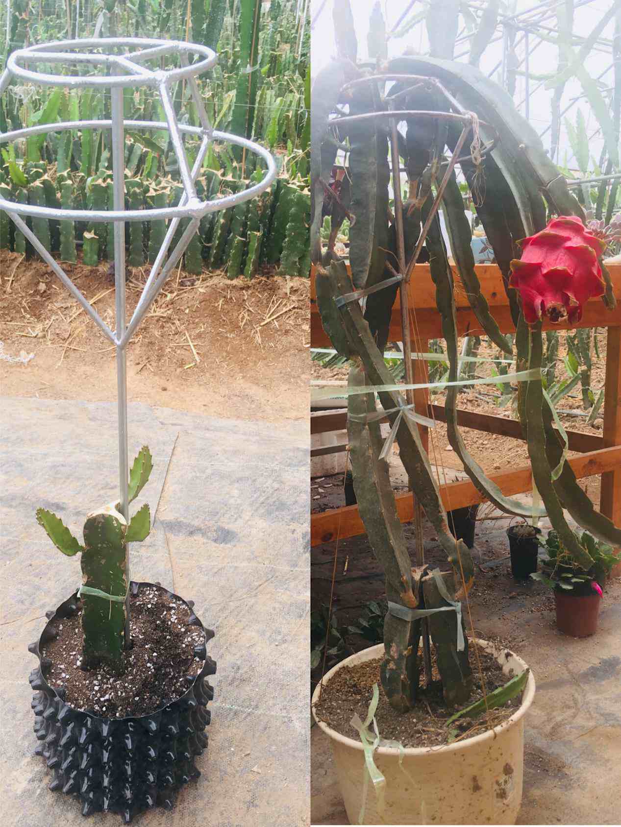 家庭盆栽火龙果种植方法，学会了就可以自己在家种植火龙果了!