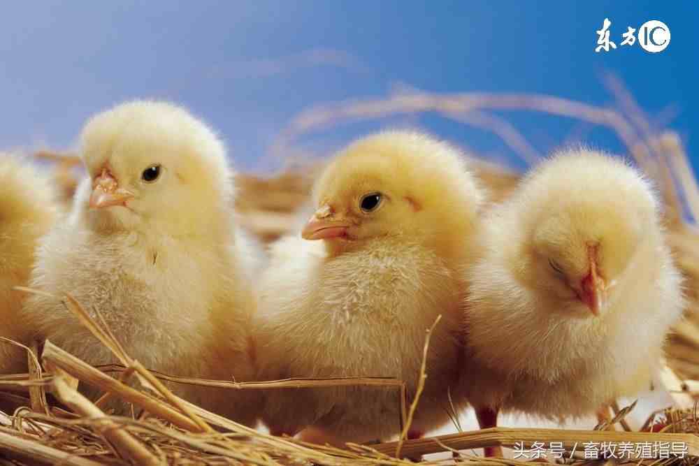 禽流感 症状|禽流感常见症状及治疗办法