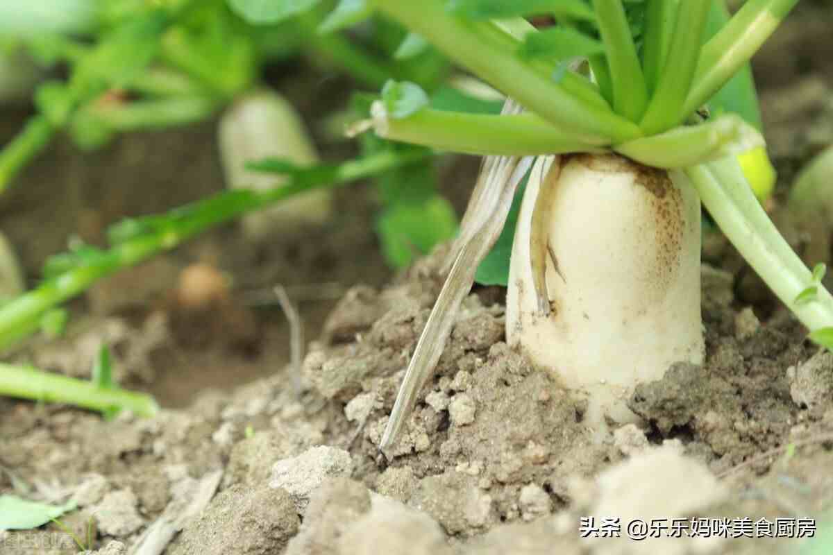 碱性的蔬菜|谷雨后湿气大，4种碱性蔬菜要常吃