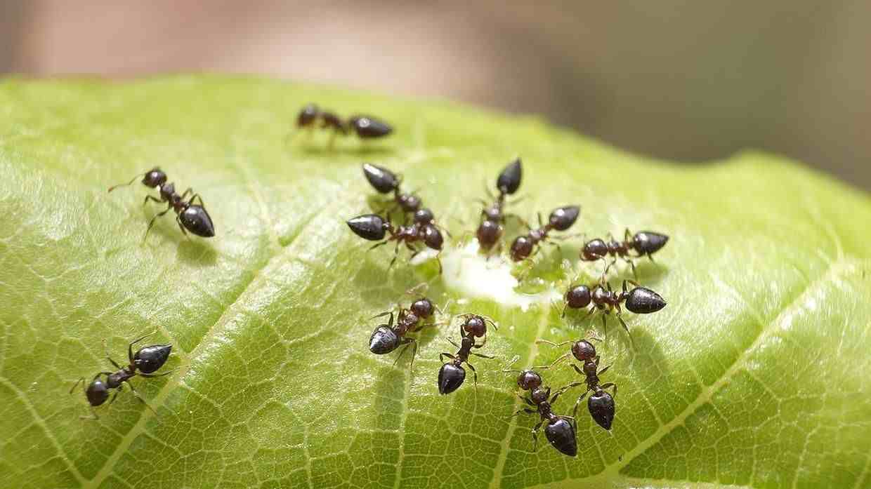 家中有蚂蚁怎么办|家中有蚂蚁不要忙着喷药