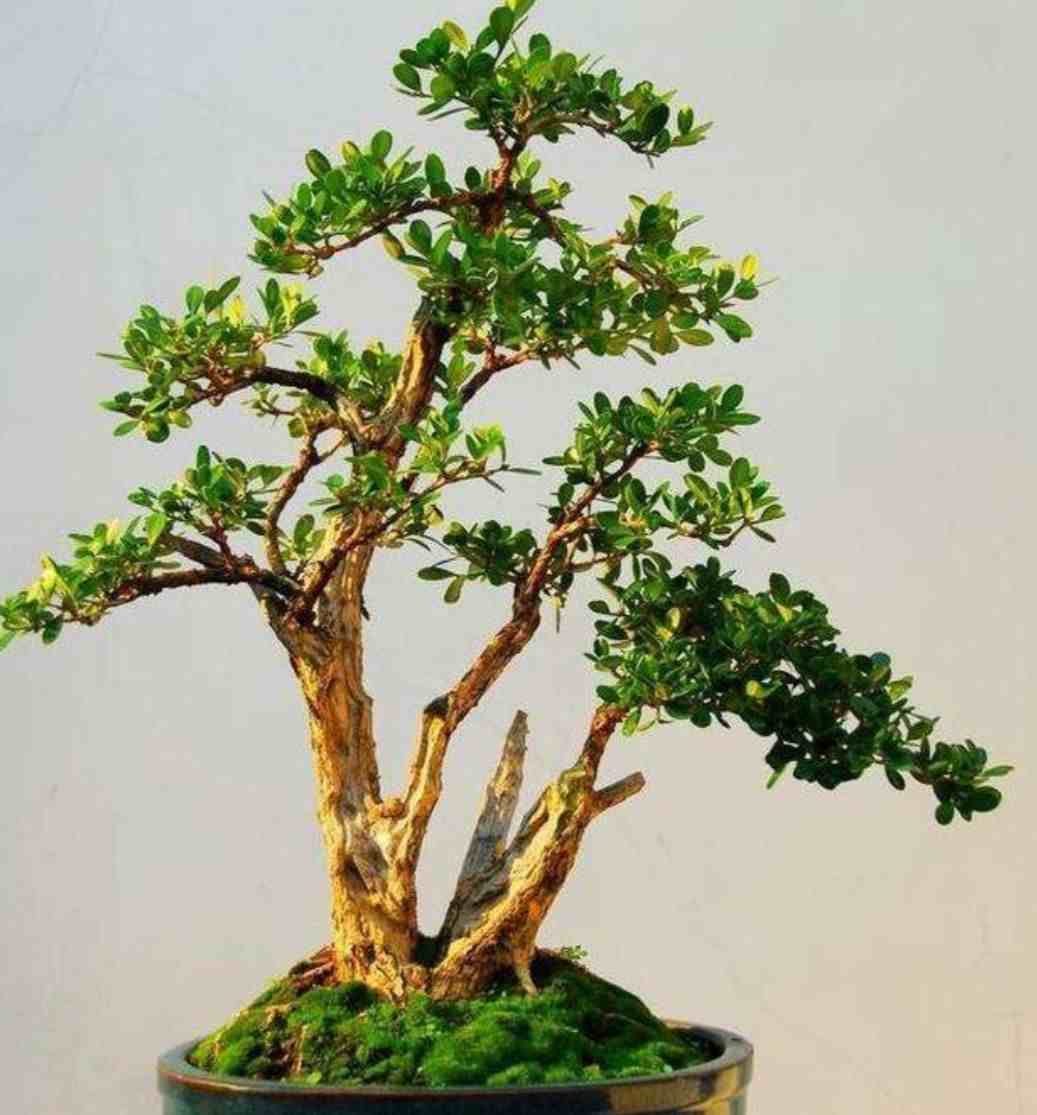 黄杨树造型方法盆景图片
