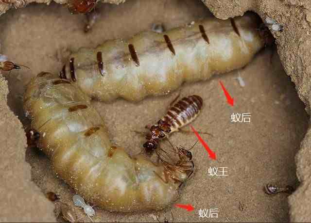 白蚁蚁后怎么产生的？白蚁蚁后的产卵速度有多快？