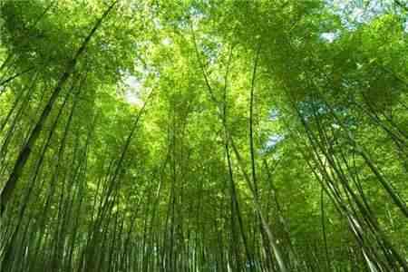 竹类代表哪一类人