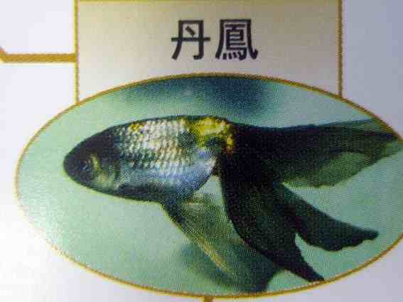 国粹金鱼品种实在太多了，带大家领略一下传统金鱼的美
