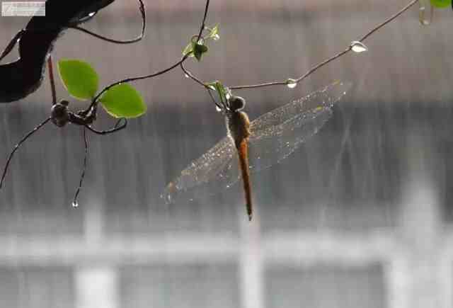 现代诗歌:雨中的蜻蜓(外一首)