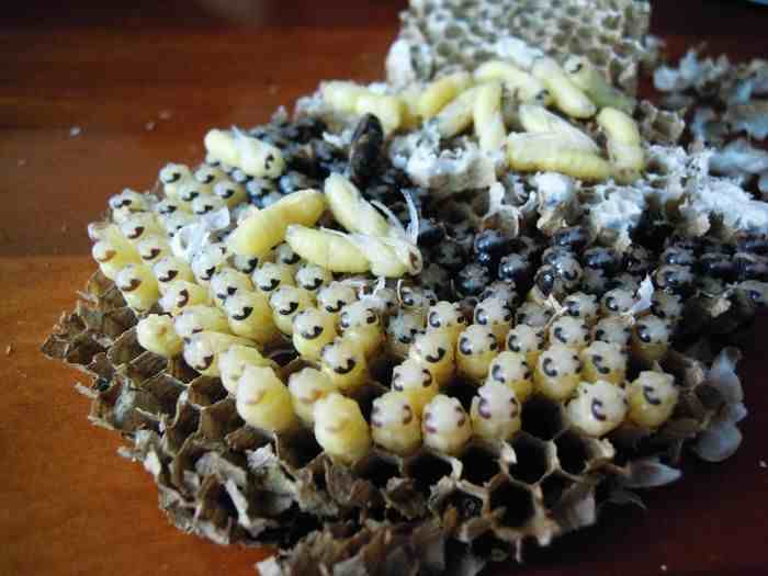 土蜂的幼虫|中药材土蜂子