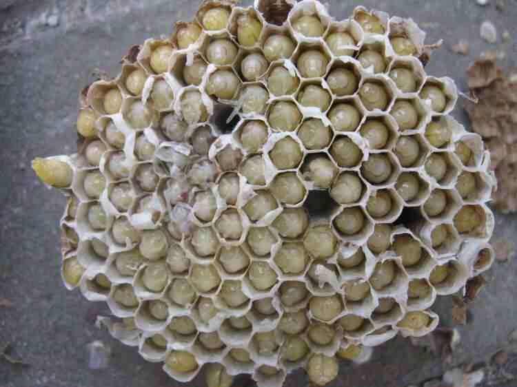 土蜂的幼虫|中药材土蜂子