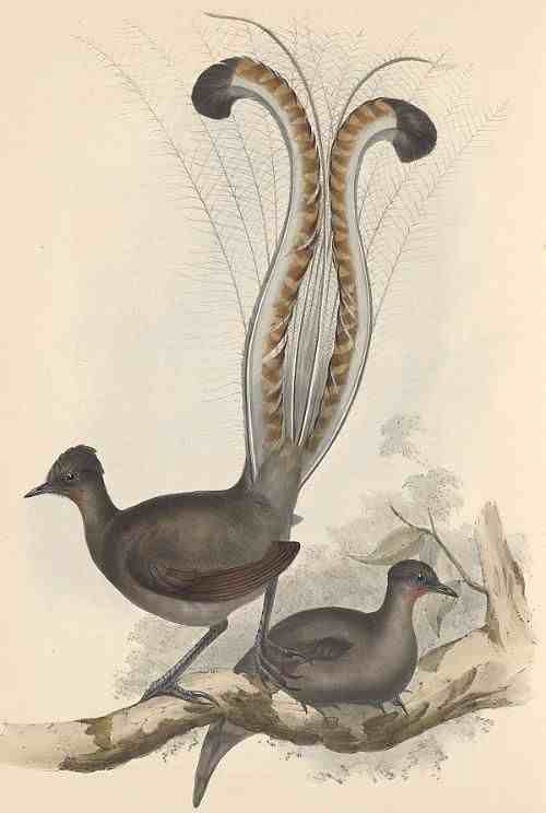 澳洲国鸟——琴鸟，拥有不输于人类的口技